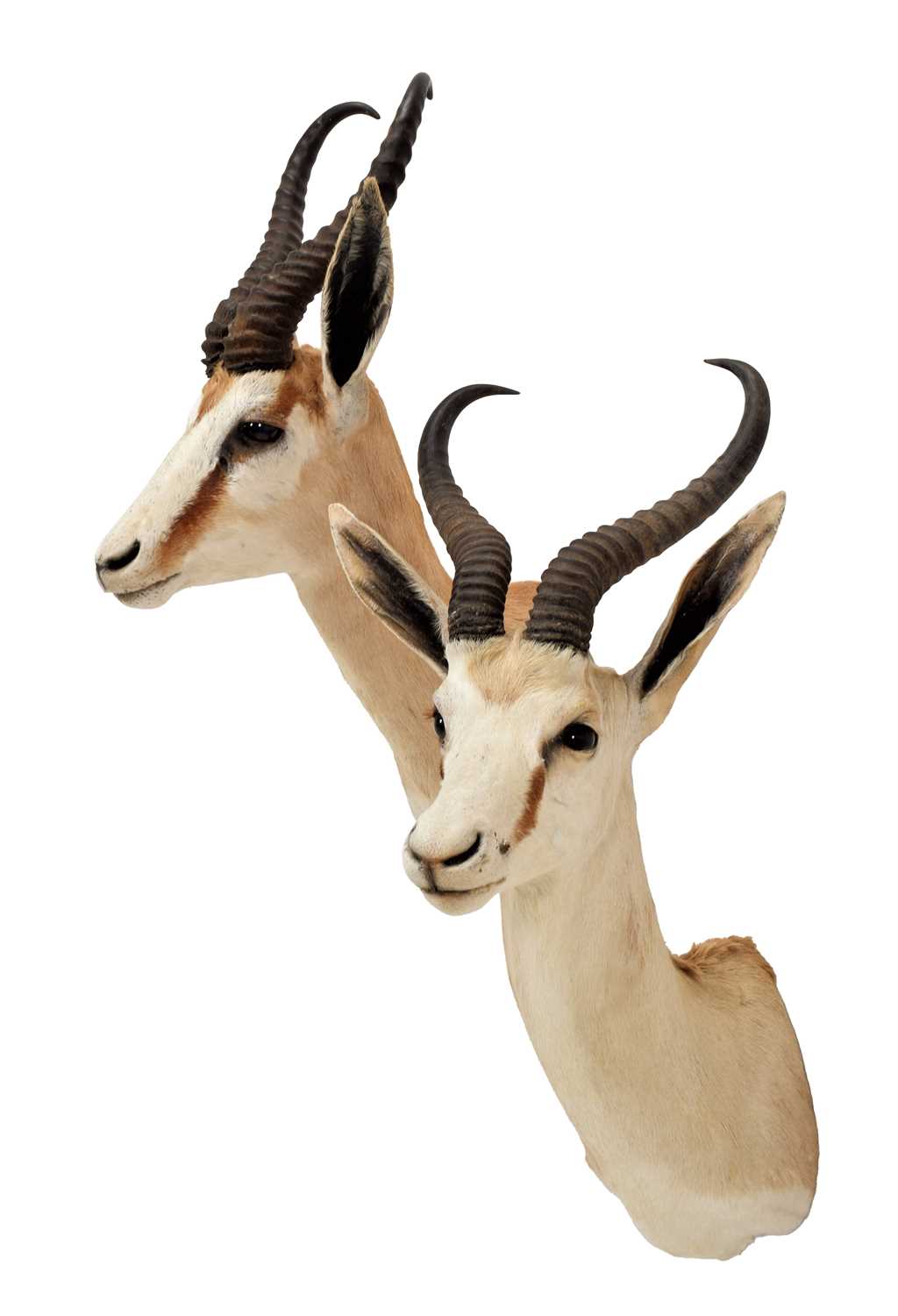 Taxidermy: A Pair of South African Springboks (Antidorcas marsupialis), circa late 20th century, a - Image 3 of 3