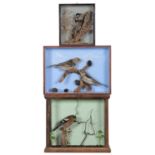Taxidermy: A Group of Three Cased Woodland Birds, circa early-mid 20th century, a small cased full