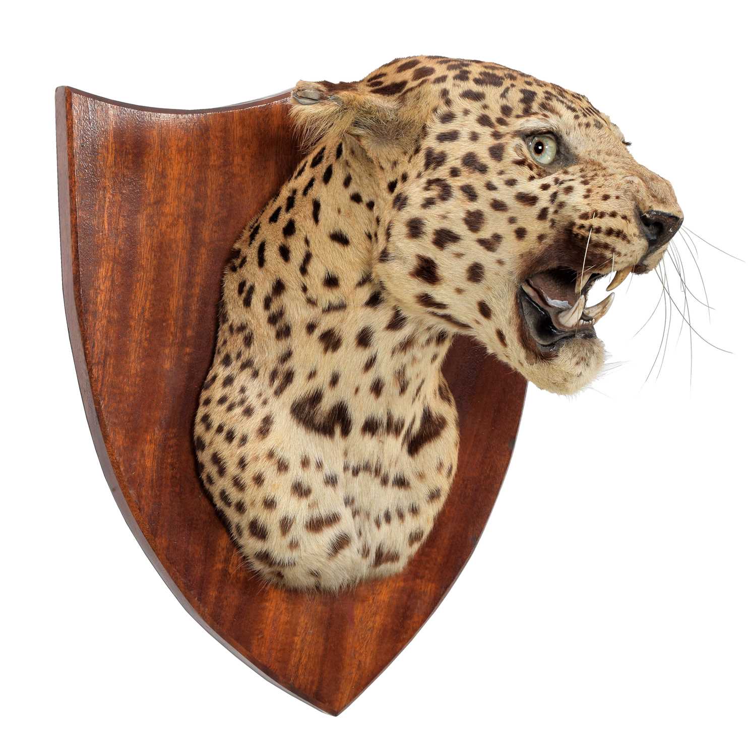 Taxidermy: Indian Leopard (Panthera pardus fusca), dated 1941, by Van Ingen Van Ingen, Mysore, - Image 3 of 6