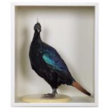 Taxidermy: A Cased Himalayan Monal (Lophophorus impejanus), captive bred, a full mount adult