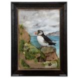 Taxidermy: A Wall Cased Atlantic Puffin (Fratercula arctica), dated 2018, by A.J. Armitstead,