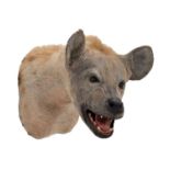 Taxidermy: Spotted Hyena (Crocuta Crocuta), circa late 20th century, South Africa, a high quality