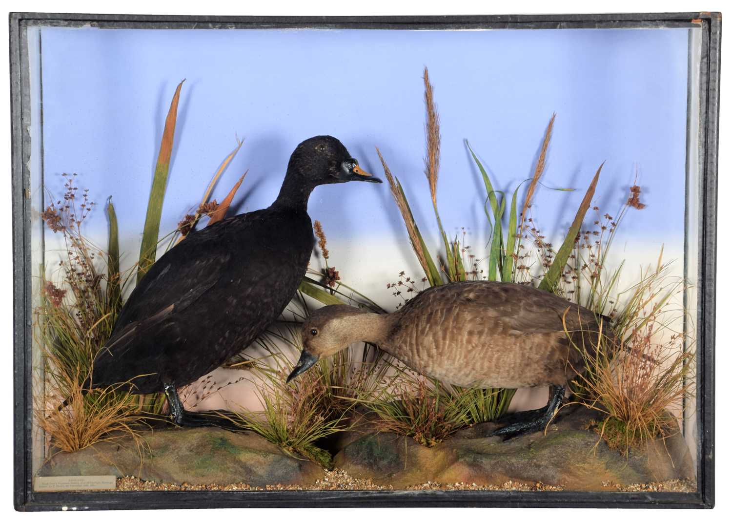 Taxidermy: A Late Victorian Cased Pair of Common Scoter Ducks (Melanitta nigra), dated 1881,