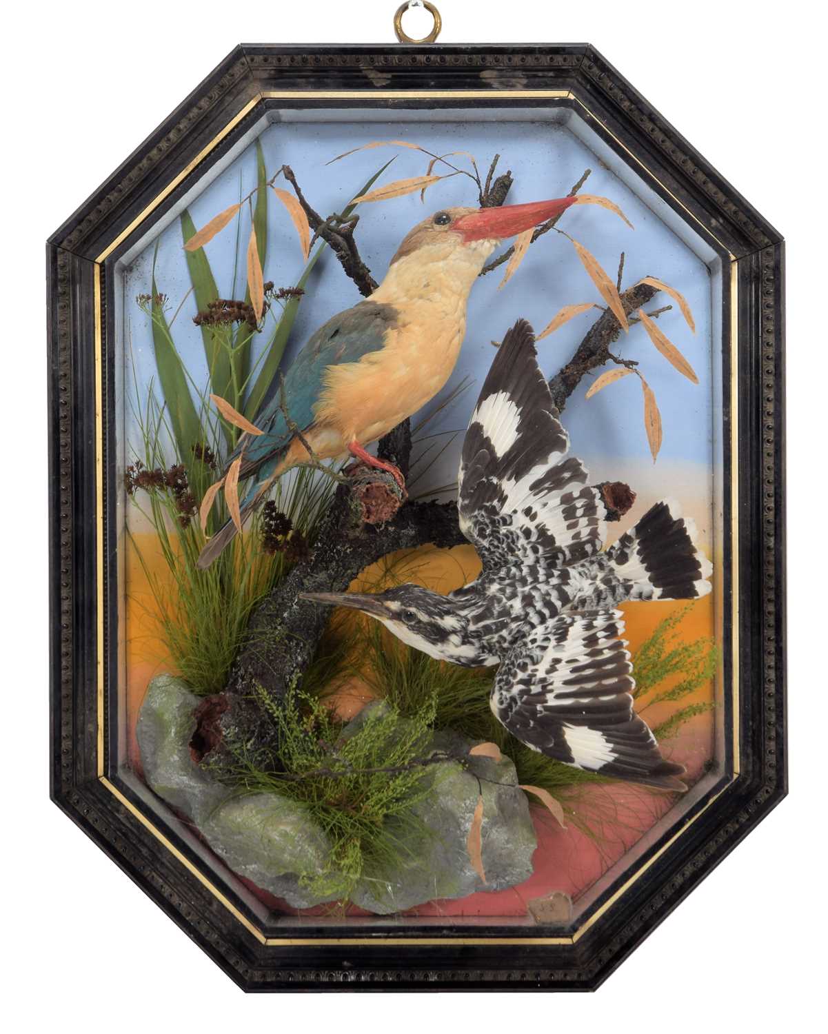 Taxidermy: A Wall Cased Stork-Billed Kingfisher & Pied Kingfisher, circa early 20th century, by
