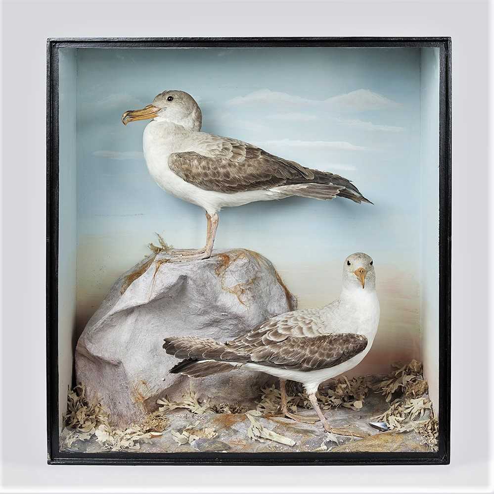 Taxidermy: A Cased Pair of Fulmars (Fulmarus glacialis), circa early 20th century, a pair of full