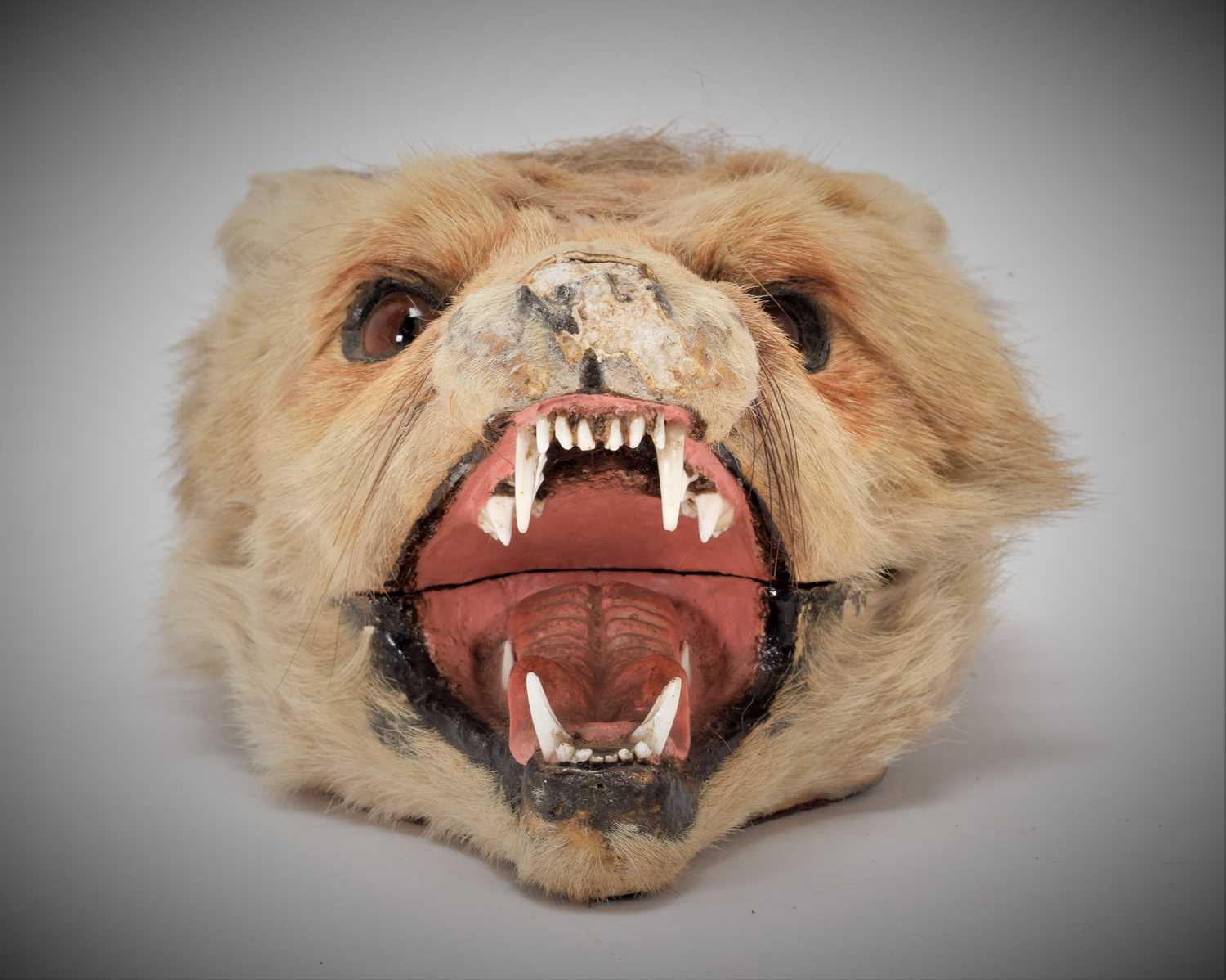 Taxidermy: A Red Fox Mask Cigarette Box, (Vulpes vulpes), by Army and Navy Stores, Naturalist - Image 6 of 8