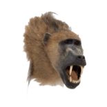 Taxidermy: Chacma Baboon (Papio hamadryas ursinus), circa late 20th century, a high quality adult