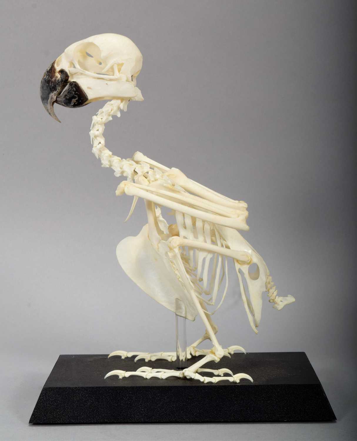 Skeletons/Anatomy: A Yellow-fronted Amazon Parrot Skeleton (Amazona ochrocephala), modern, a - Image 2 of 3