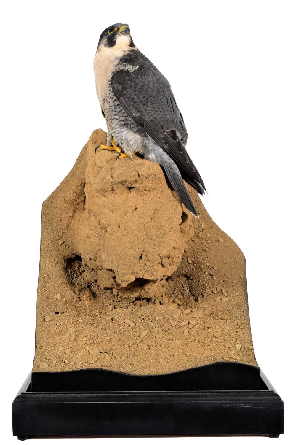 Taxidermy: A Cased Peregrine Falcon (Falco peregrinus), circa 2023, by World Renowned Taxidermist - Image 2 of 7
