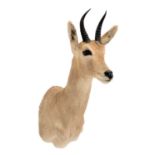 Taxidermy: Southern Mountain Reedbuck (Redunca fulvorufula), circa late 20th century, South