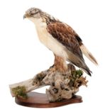 Taxidermy: Ferruginous Hawk / Buzzard (Buteo regalis), captive bred, circa early 21st century, by
