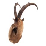 Taxidermy: Bezoar Ibex (Capra aegagrus aegagrus), circa late 20th century, a high quality adult male