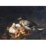 Ray Jacob (20th Century)Study of ducks and ducklings Signed, oil on panel, 29.5cm by 39.5cm