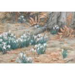 D.M & E.M Alderson (20th Century)Study of Snowdrops Signed and dated 1926, watercolour, 24.5cm by