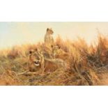 Donald Grant OBE (1924-2001) Lion and lioness in grassSigned, oil on canvas, 64cm by 124.