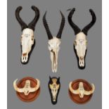 Horns/Skulls/Tusks: A Group of African Game Trophies, circa late 20th century, to include - a set of