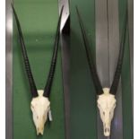 Horns/Skulls: Gemsbok Oryx Horns on Skull (Oryx gazella gazella), circa 21st century, a set of adult