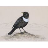 Andrew Stock (20th century)Ring Ouzel on a rockSigned and dated (19)86, watercolour heightened