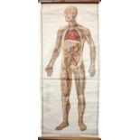 The Circulatory System Medical Poster By Adam, Rouilly & Co.