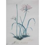 After Thalia LincolnFour signed botanical prints (unframed)