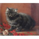 C*S* Ainslie (19th/20th Century)"Chinchilla Kitten"Signed, inscribed to stretcher verso, oil on