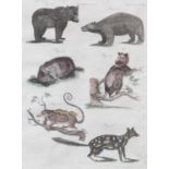 A Set of Six Animal Prints, each 24.5cm by 19cm
