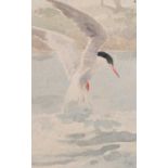 Richard Barrett Talbot Kelly (1896-1971)Study of a GullWatercolour, 28cm by 18cm Provenance: The