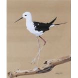 Matthew Hillier SWA (b.1958)Black-Winged StiltSigned and dated (19)75, gouache, 30.5cm by