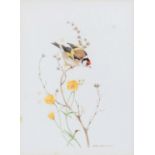 Kathleen Nelson (Contemporary) Gold finch on a branch Signed, watercolour, together with three