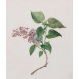 Oriana Pond Gilbert (fl.1880-91) Floral study Initialled, watercolour, together with a further