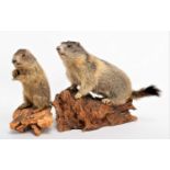 Taxidermy: Two Juvenile Alpine Marmots (Marmota marmota), circa late 20th century, a full mount