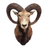 Taxidermy: European Mouflon (Ovis aries musimon), circa late 20th century, an adult male shoulder