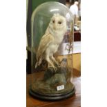 Taxidermy: A European Barn Owl (Tyto alba), circa early 20th century, a full mount adult with head