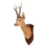 Taxidermy: European Roebuck (Capreolus capreolus), circa late 20th century, a large antlered adult