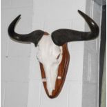 Horns/Antlers: Blue Wildebeest (Connochaetes taurinus), circa 2007, Namibia, a set of adult horns on