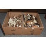 Antlers/Horns: European Roebuck Skulls & Antlers (Capreolus capreolus), a collection of fifteen sets