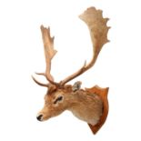 Taxidermy: A European Fallowbuck (Dama dama), circa late 20th century, by R.J. Rawson Taxidermy,