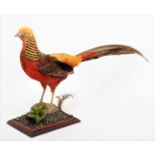 Taxidermy: A Golden Pheasant (Chrysolophus pictus), modern, by Robert Ellis, Taxidermist,
