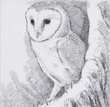 Robert Gillmore MBE PPSWLA (b.1936) "Barn Owl" Signed in pencil, pen and ink drawing, label verso "