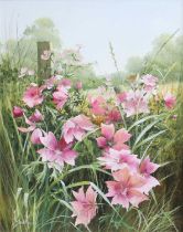 Mary Dipnall (b.1936) "Rose Mallow" Signed, inscribed to artist label verso, oil on canvas, 50cm