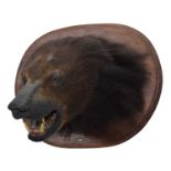 Taxidermy: Asiatic Black Bear (Ursus thibetanus), circa 1880-1918, by Theobald Brothers,