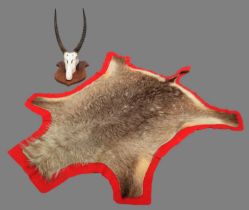 Skull/Horn/Hides: A Common Waterbuck Trophy & Hide (Kobus ellipsiprymnus), circa late 20th