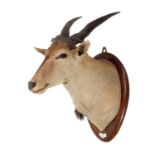 Taxidermy: An East African or Patterson's Eland (Taurotragus oryx pattersonianus), dated 1933,