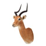 Taxidermy: Common Impala (Aepyceros Melampus) circa late 20th century, South Africa, an adult male