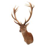 Taxidermy: A European Red Deer Stag (Cervus elaphus hippalaphus), circa late 20th century, a large