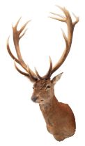 Taxidermy: A European Red Deer Stag (Cervus elaphus hippalaphus), circa late 20th century, a large