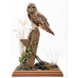Taxidermy: A Short-Eared Owl (Asio flammeus), modern, by Robert Ellis, Taxidermist, Middlesbrough,