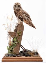 Taxidermy: A Short-Eared Owl (Asio flammeus), modern, by Robert Ellis, Taxidermist, Middlesbrough,