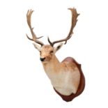 Taxidermy: European Fallowbuck (Dama dama), circa 21st century, a high quality adult fallowbuck