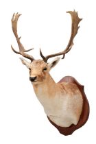 Taxidermy: European Fallowbuck (Dama dama), circa 21st century, a high quality adult fallowbuck